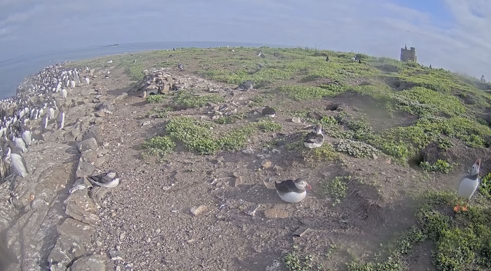 Screenshot of the puffins from the live camera feed on the Farne Islands, showing birds dotted around by burrows on grassy landscape