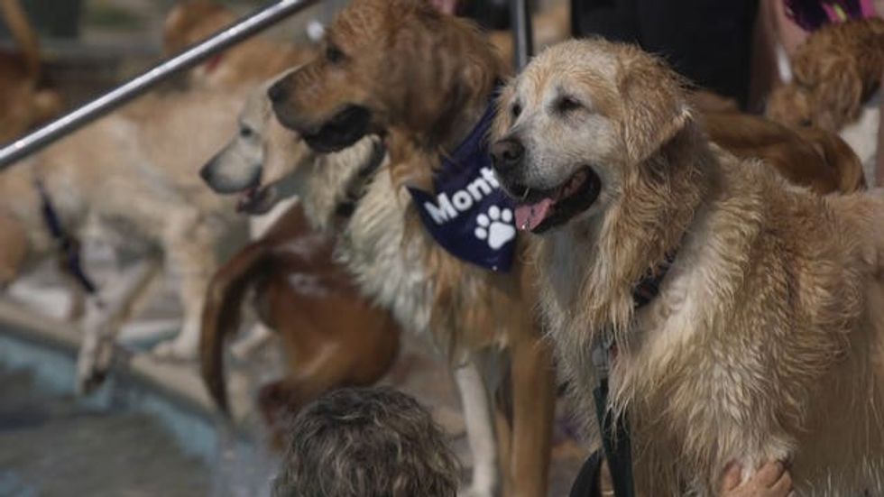 Screenshot taken from PA Video of a golden retriever enjoying the \u2018Dogtember\u2019 dog swimming events at Saltdean Lido in Brighton