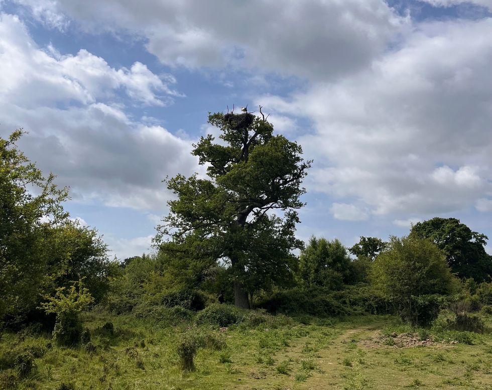 Scrub and open ground with a large tree and a stork at the top of it in the distance (Emily Beament/PA)