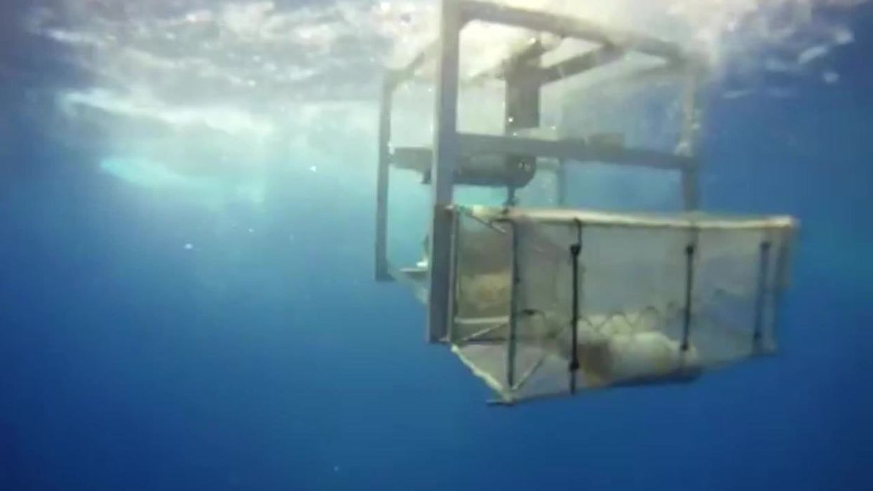 Scientists discover life inside giant Pacific Ocean rubbish patch