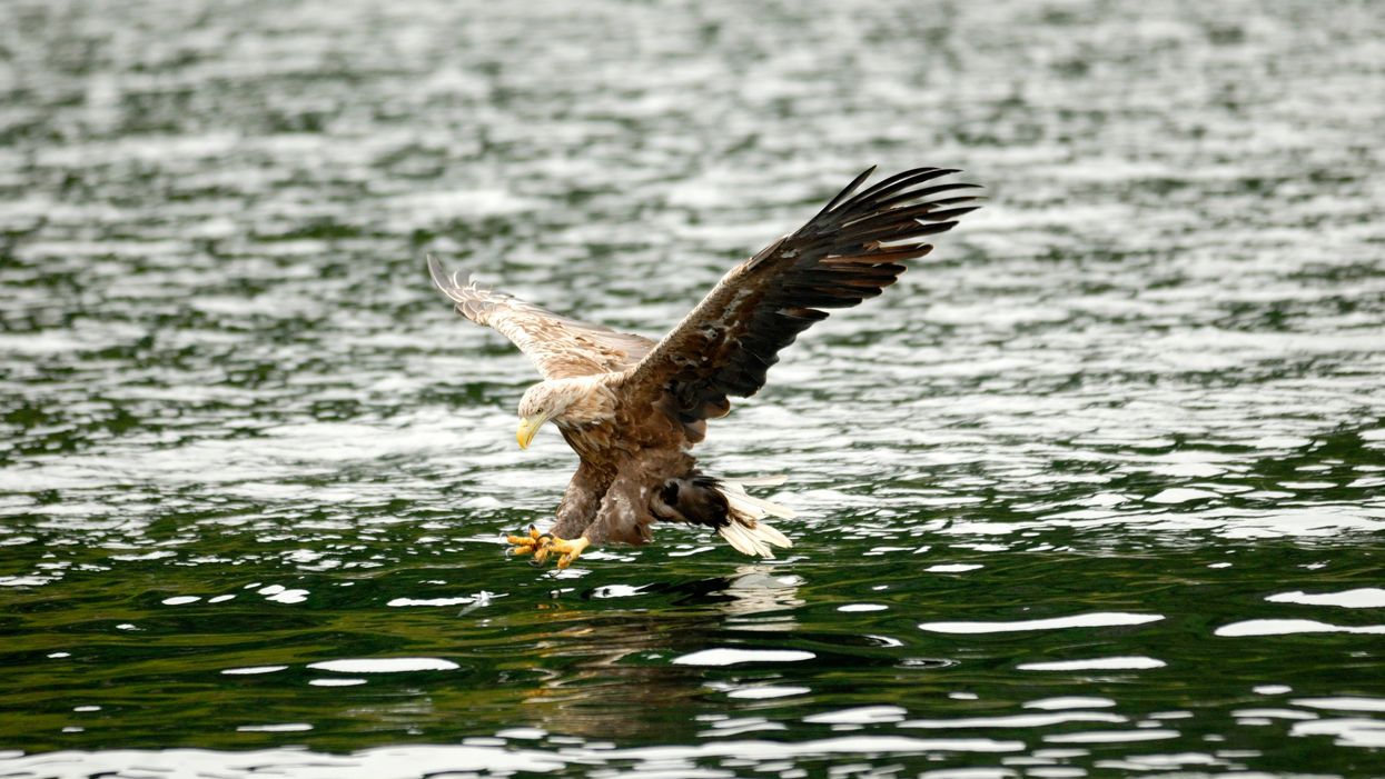 Sea eagle