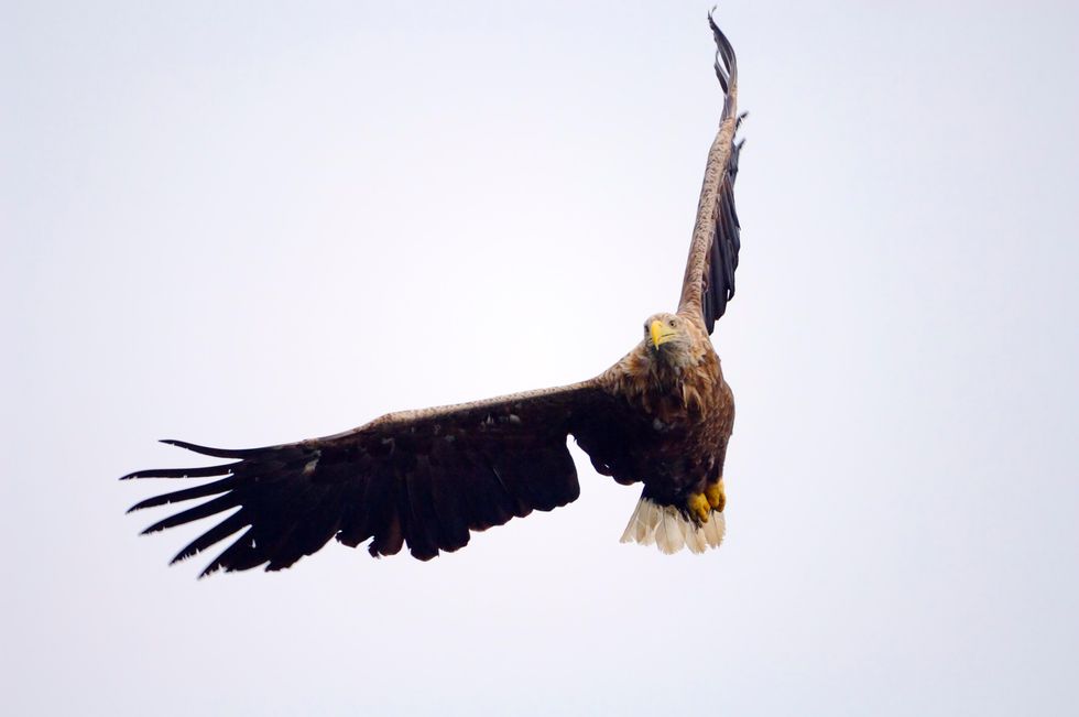 Sea eagle