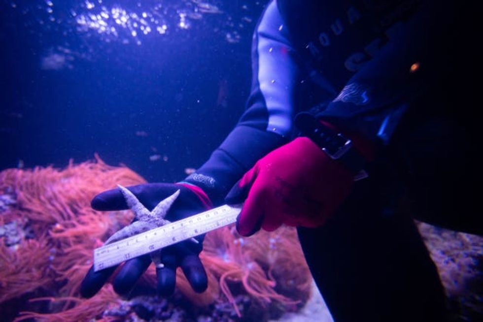 Sea Life London\u2019s annual count and clean