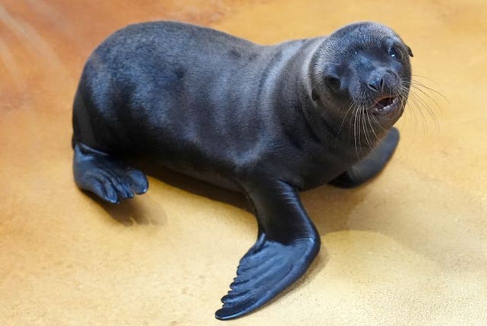 Sea lion pup at Blair Drummond Safari Park