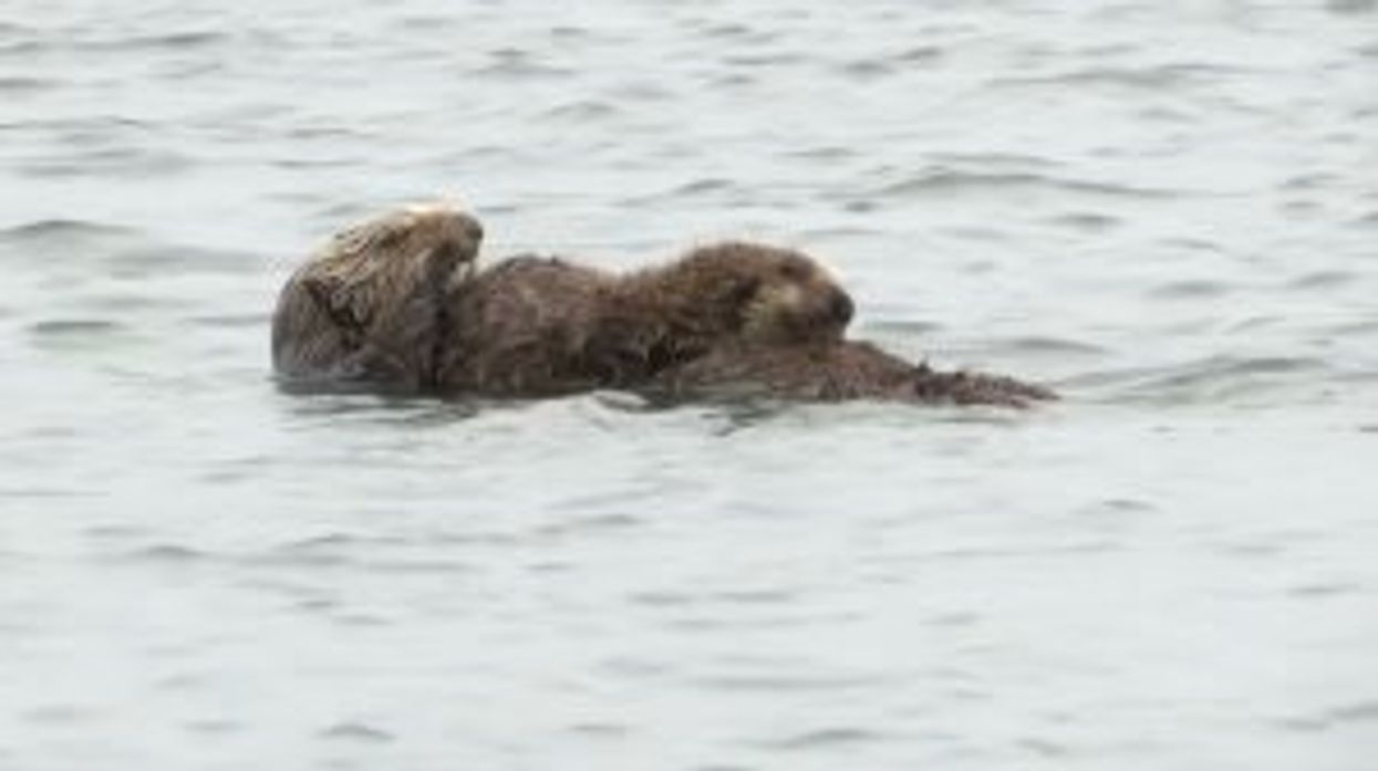 One single sea otter is causing chaos for Californian surfers