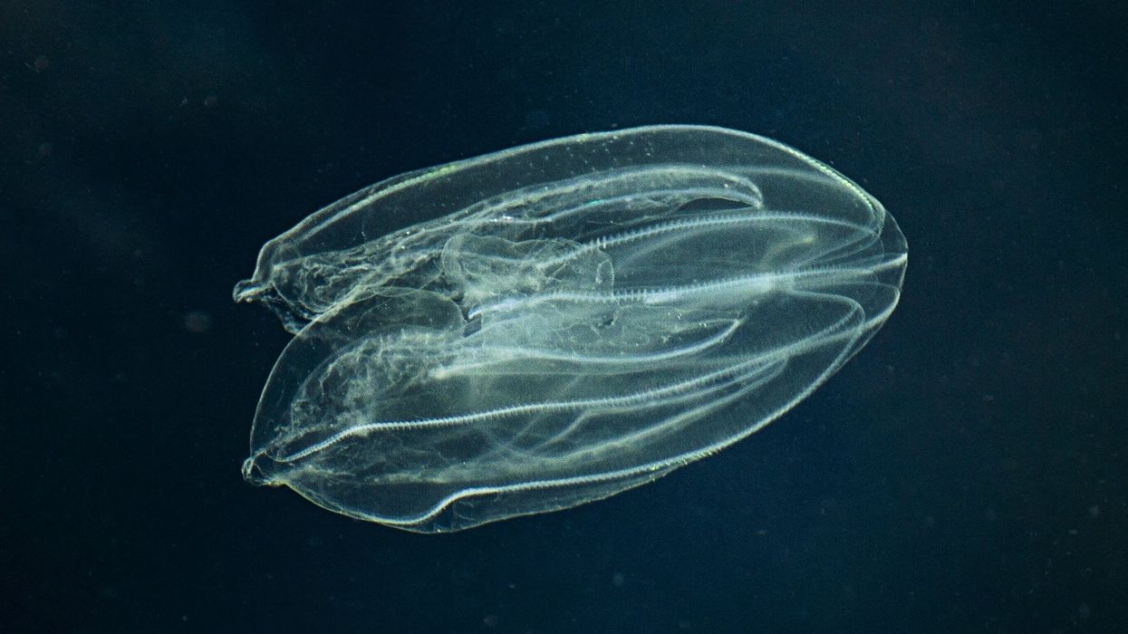 Sea Walnut, American comb jelly, Warty comb jelly or Leidy's comb jelly (Mnemiopsis leidyi)