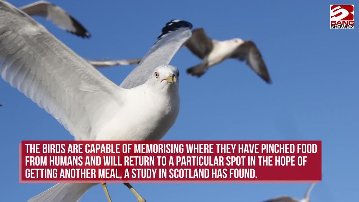 Deliveroo has released a song to stop seagulls from stealing your chips - yes, really