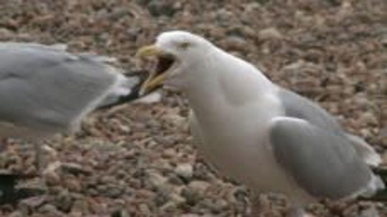 Scientists discover why gulls always prey on people's food