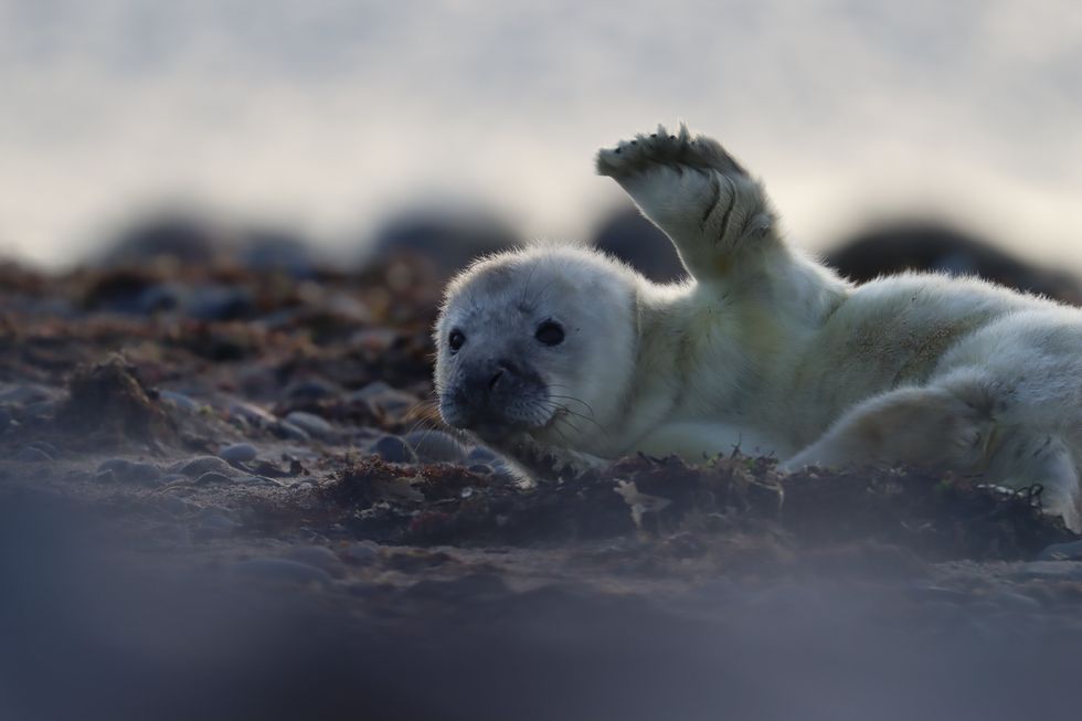 Seal pup