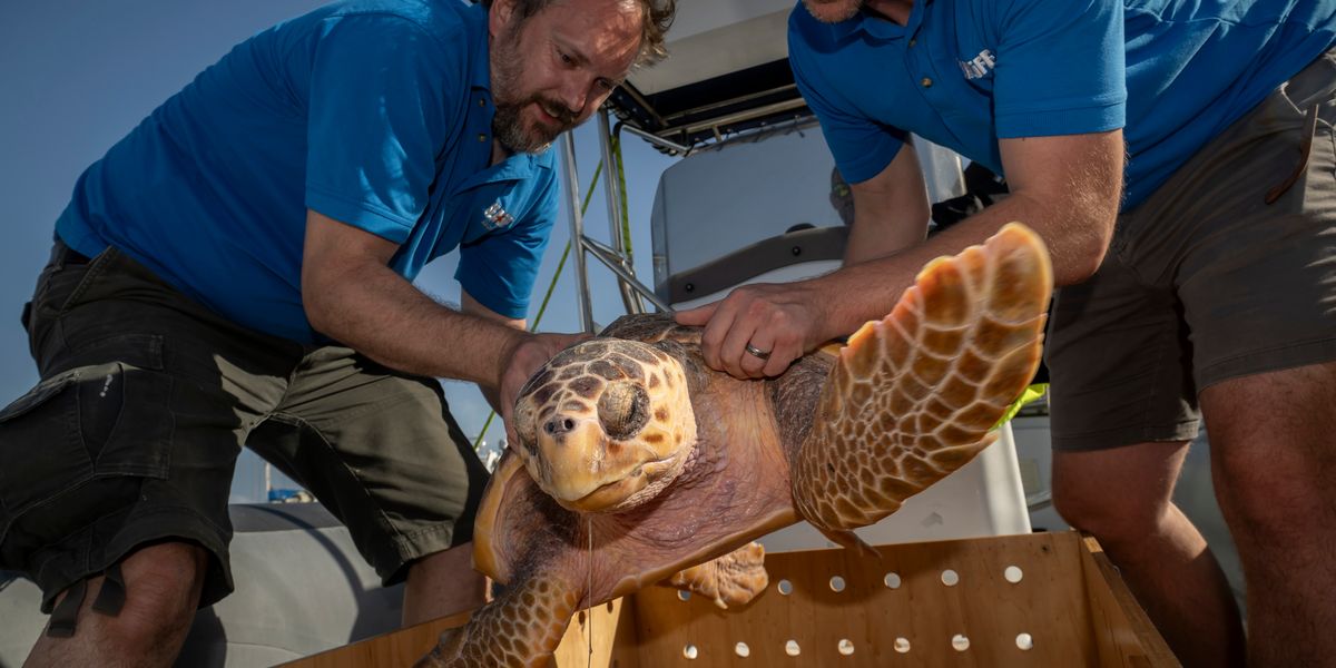 Injured sea turtle given third chance at life after rehabilitation ...