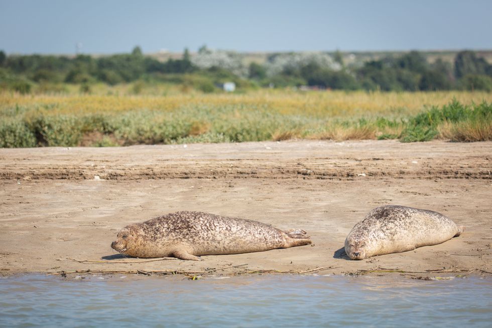 Seals in the sunshine (ZSL/ PA)