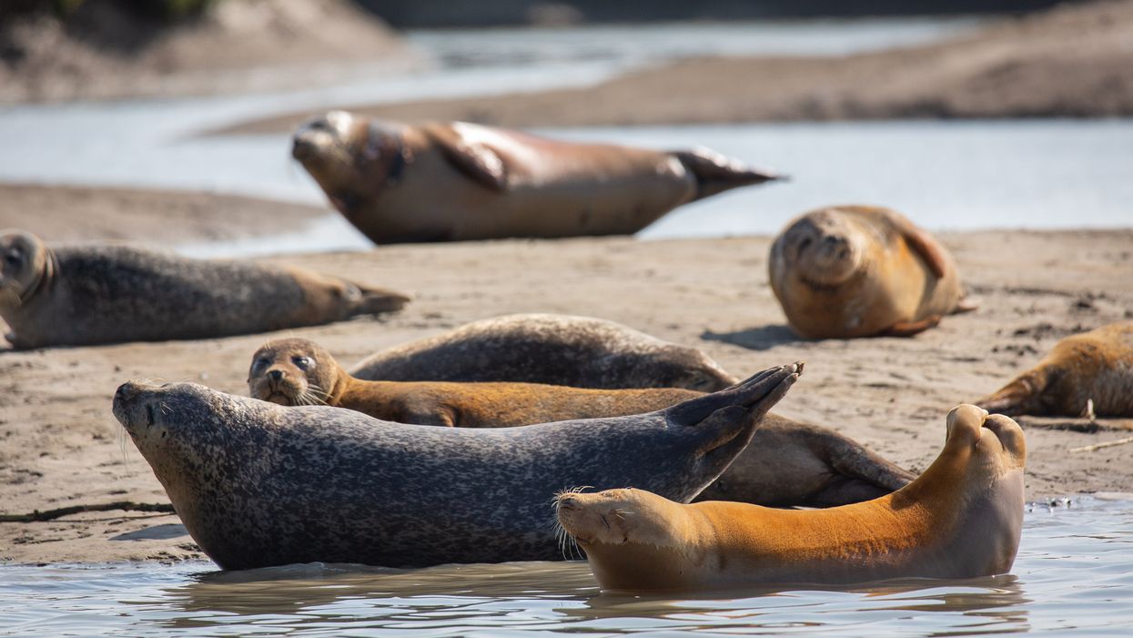 Seals in the Thames estuary close to Ramsgate (ZSL/PA)