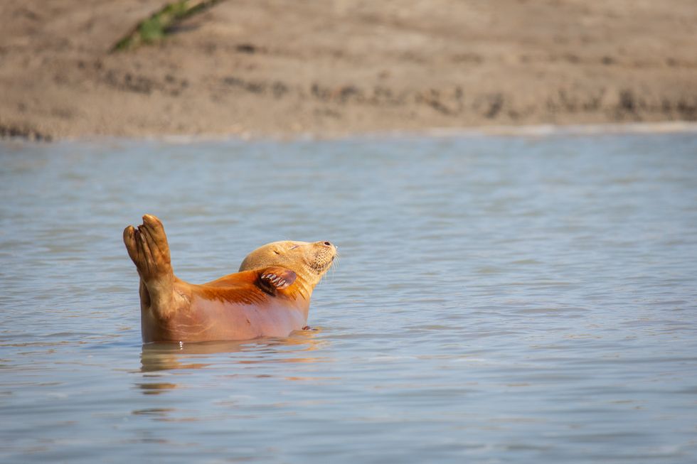 Seals relax in a \u2018banana\u2019 shape with their tails in the air and their heads up (ZSL/PA)