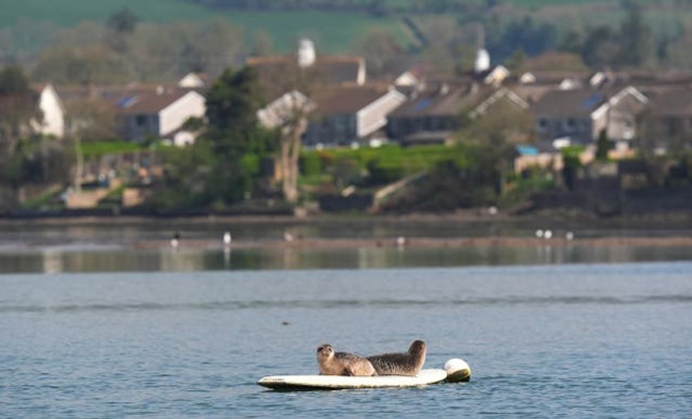Seals spotted in Co Waterford