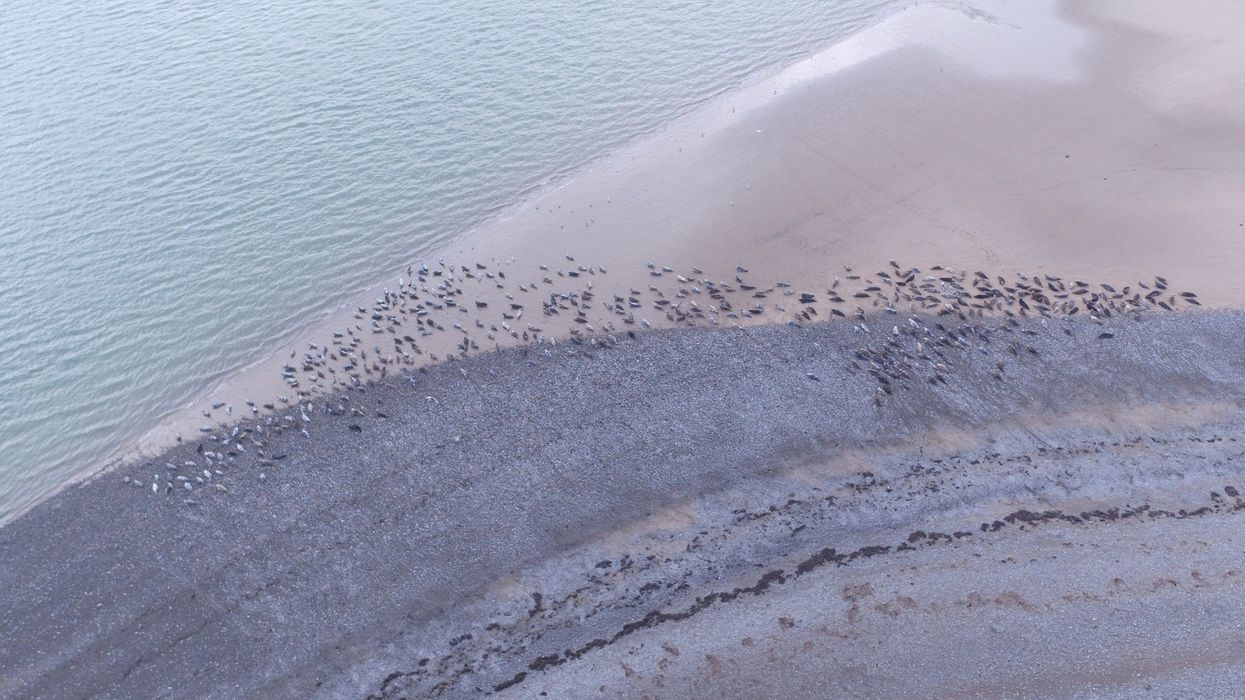 Seals