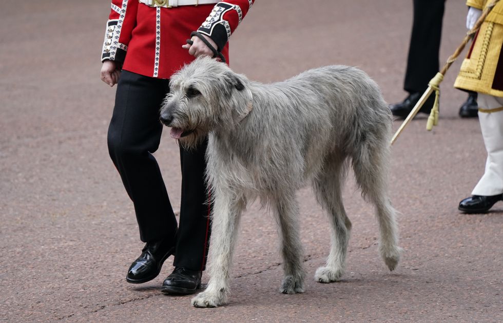 Seamus the Irish wolfhound ‘stealing the show’ at Trooping the Colour