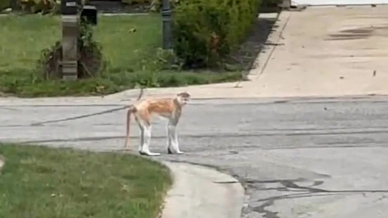 Police are chasing a 'dangerous' monkey on the loose in American neighbourhood