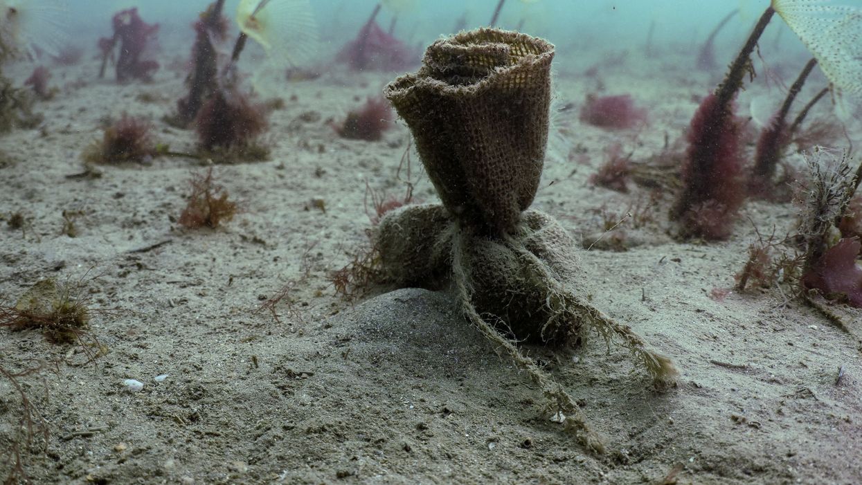 Seed bags sitting on the seabed