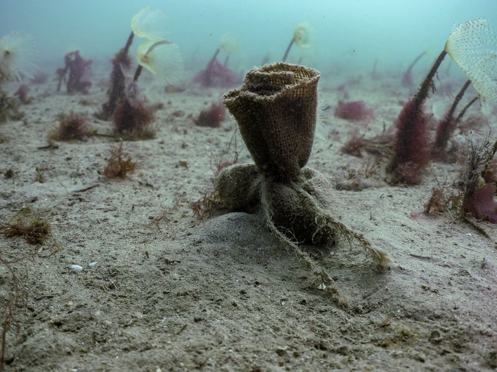Seed bags sitting on the seabed