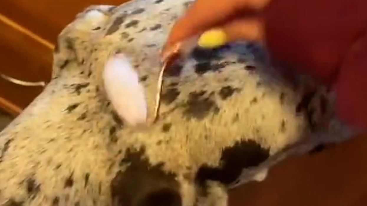 Self-care-loving dog won't go to bed until owner gives her jade roller massage