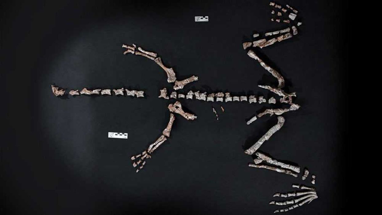 Ancient dinosaur mummies with hooves were preserved in this strange way