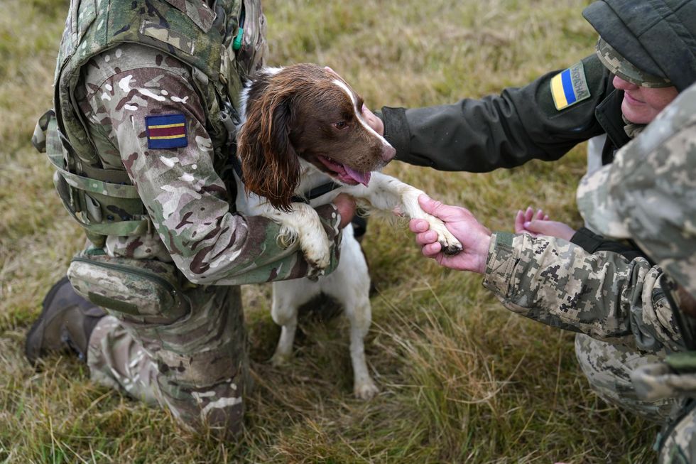 More pets to be allowed in military accommodation as ministers cut red tape