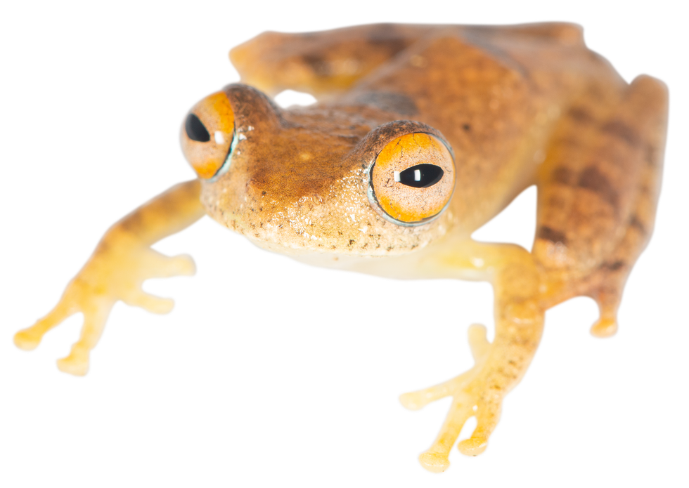 Seven new frogs discovered in Madagascar ‘sound like something from Star Trek’