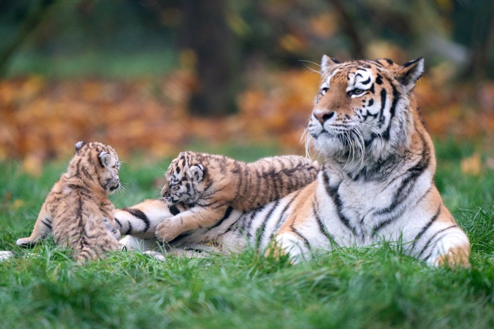 Seven-week-old Amur tiger cubs begin to explore their enclosure with mother Mishka at Banham Zoo in Norfolk (Joe Giddens/PA)