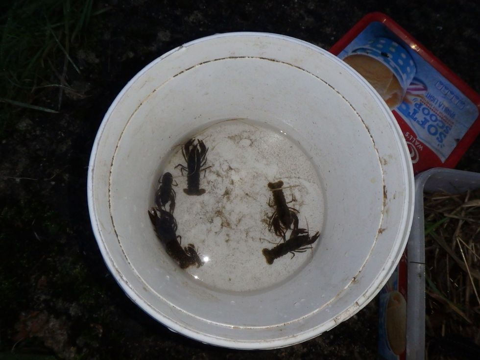 Several of the white-clawed crayfish found at Winnall Moors Nature Reserve