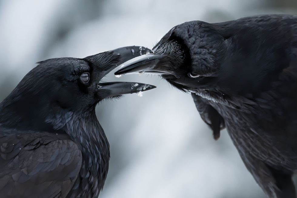 Shane Kalyn\u2019s image of two ravens won the Wildlife Photographer of the Year: Behaviour: Birds Award (Shane Kalyn/Wildlife Photographer of the Year/PA)