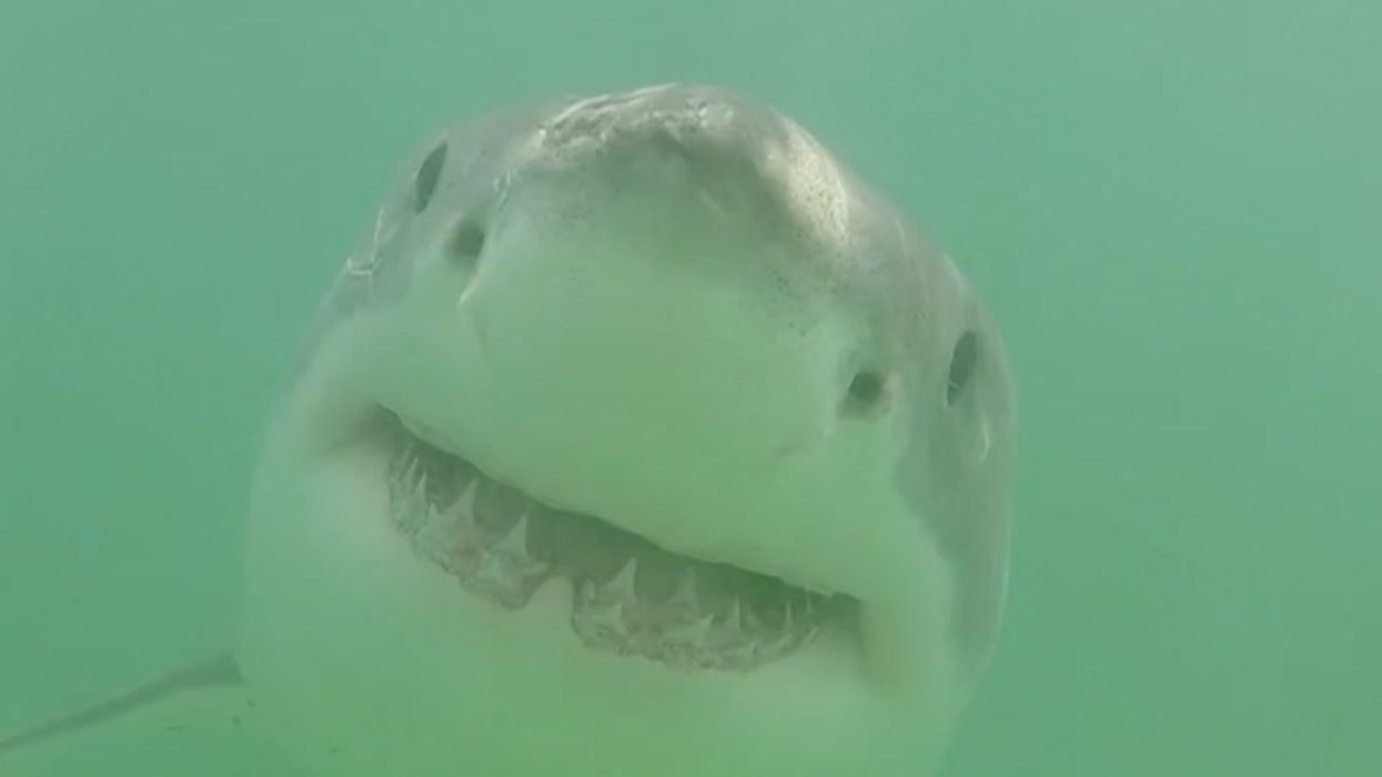 Huge shark kills itself while trying to attack divers in chilling footage