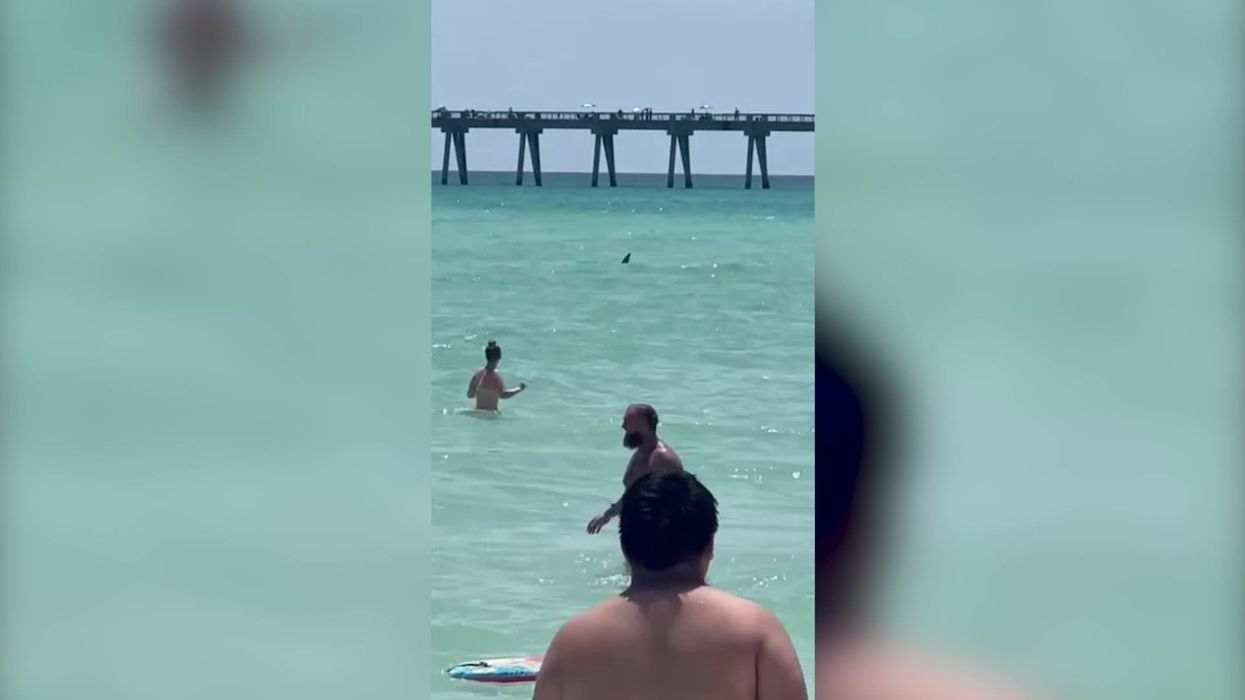 Florida beachgoers casually stick around as huge shark begins circling them