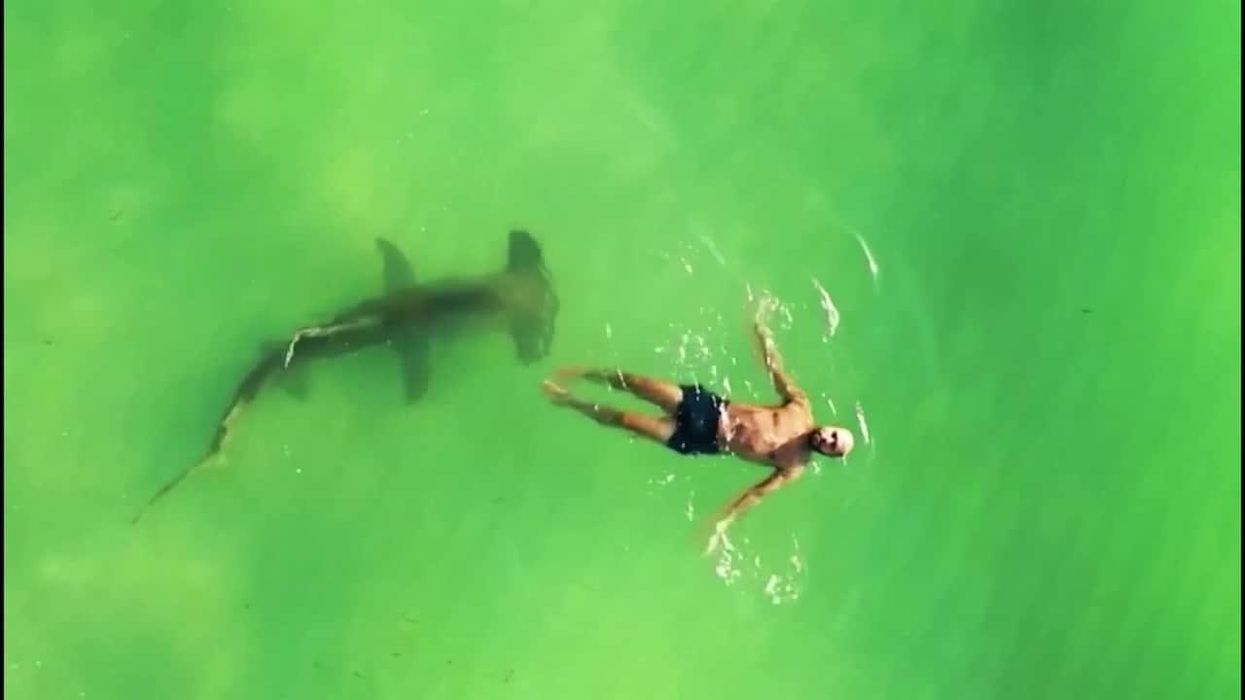 Footage captures moment 'world's fastest shark' lands on top of fisherman