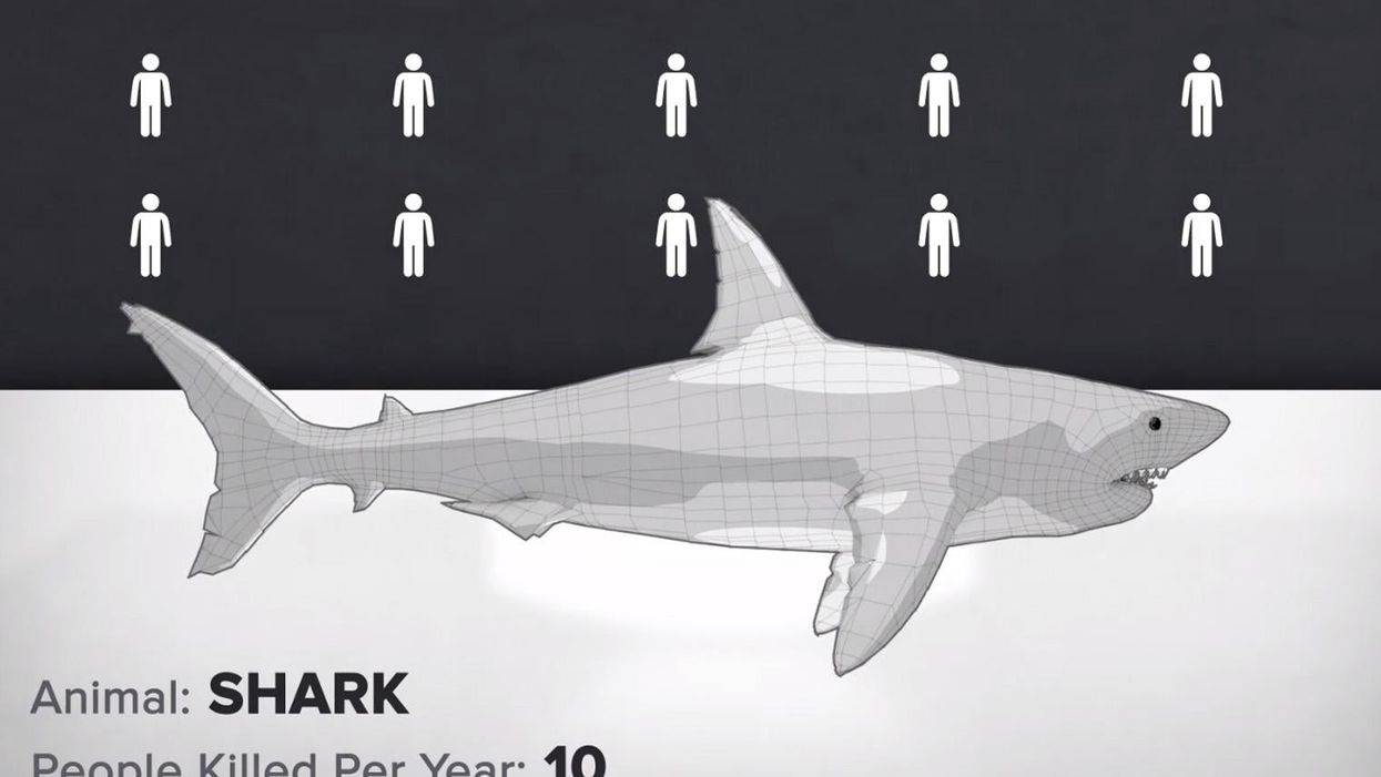 Sharks kill, on average, ten people a year globally