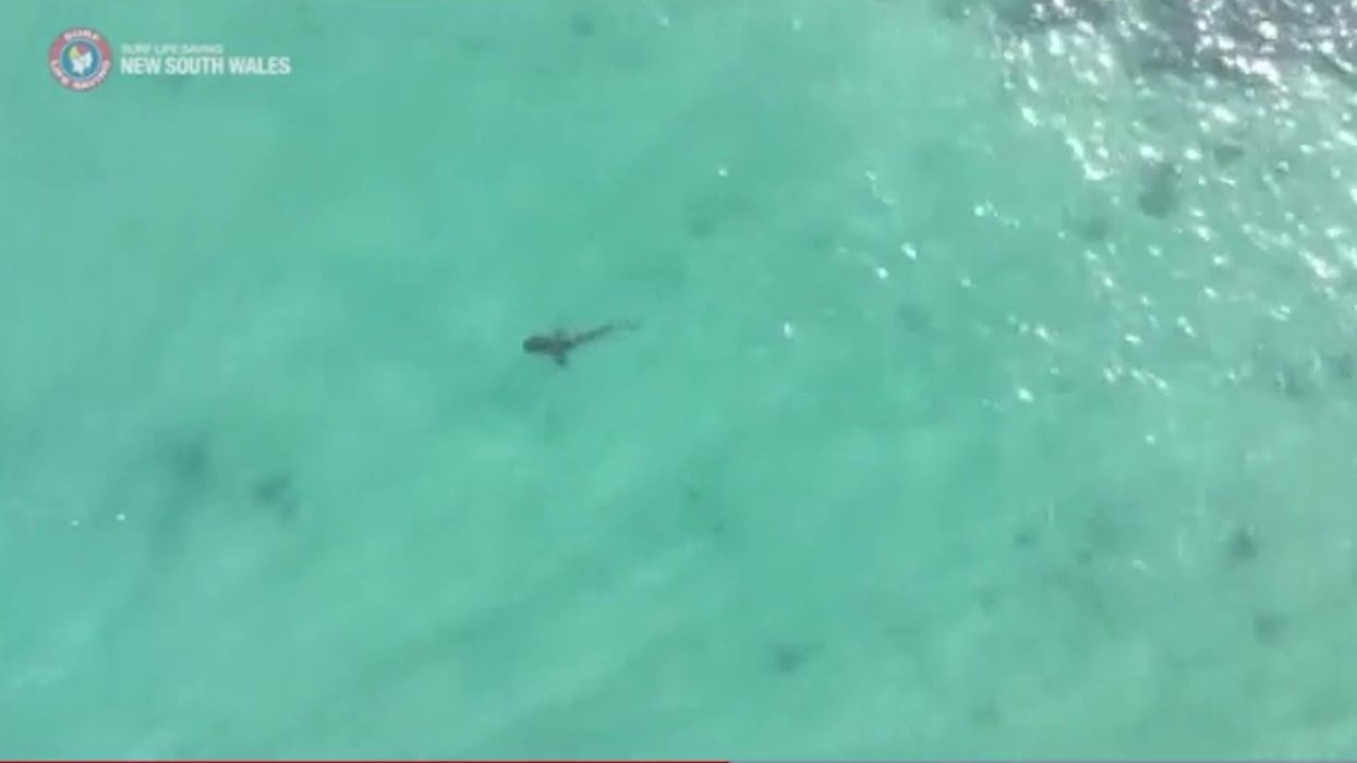 Food blogger fined for buying and eating a great white shark