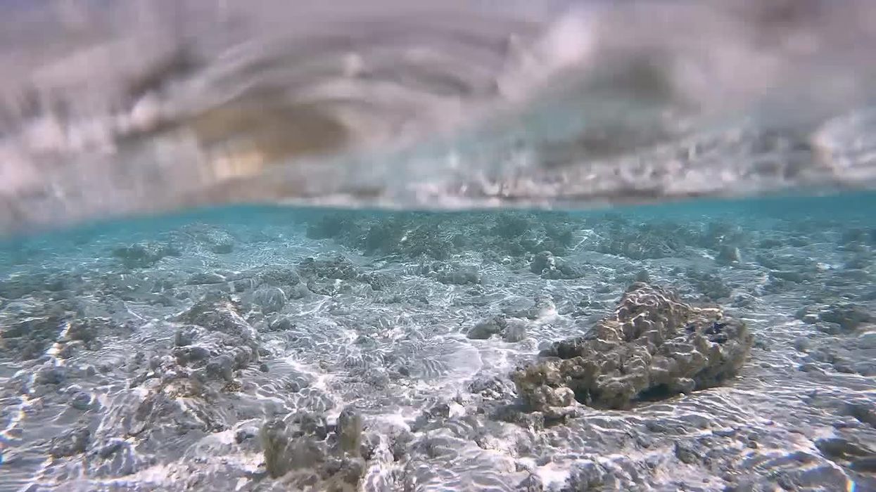 Tiger shark charges towards swimmer in terrifying video