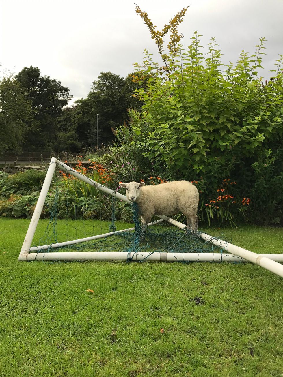 Sheep stuck in a goal net in Lancashire (RSPCA/PA)