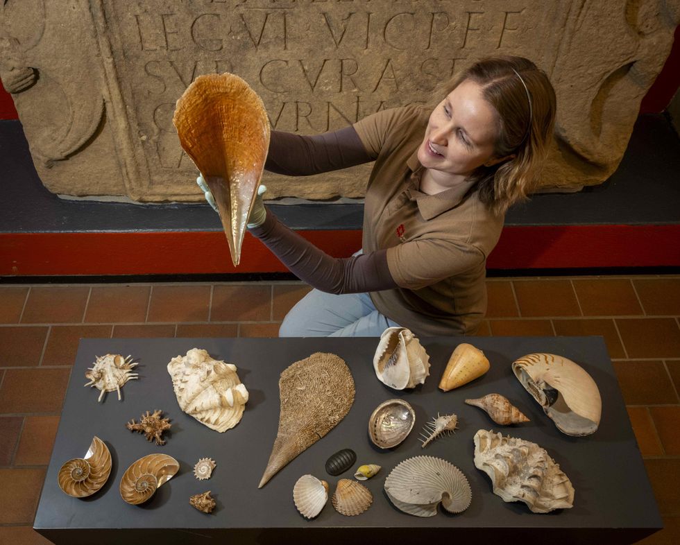 Shells from Captain Cook’s third voyage ‘lost for 40 years’ are saved from skip