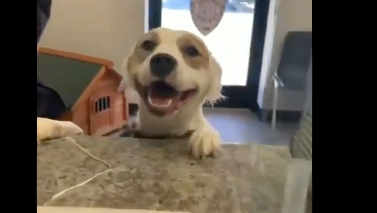 Shelter dog joyously reacts to getting adopted