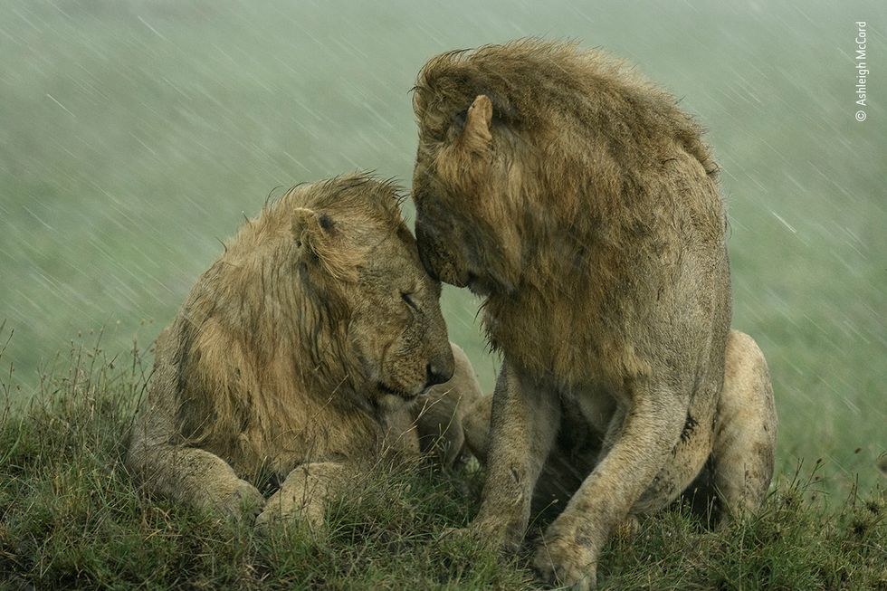 Shelter from the Rain, a shot of two male lions in the Maasai Mara (Ashleigh McCord/Wildlife Photographer of the Year/PA)