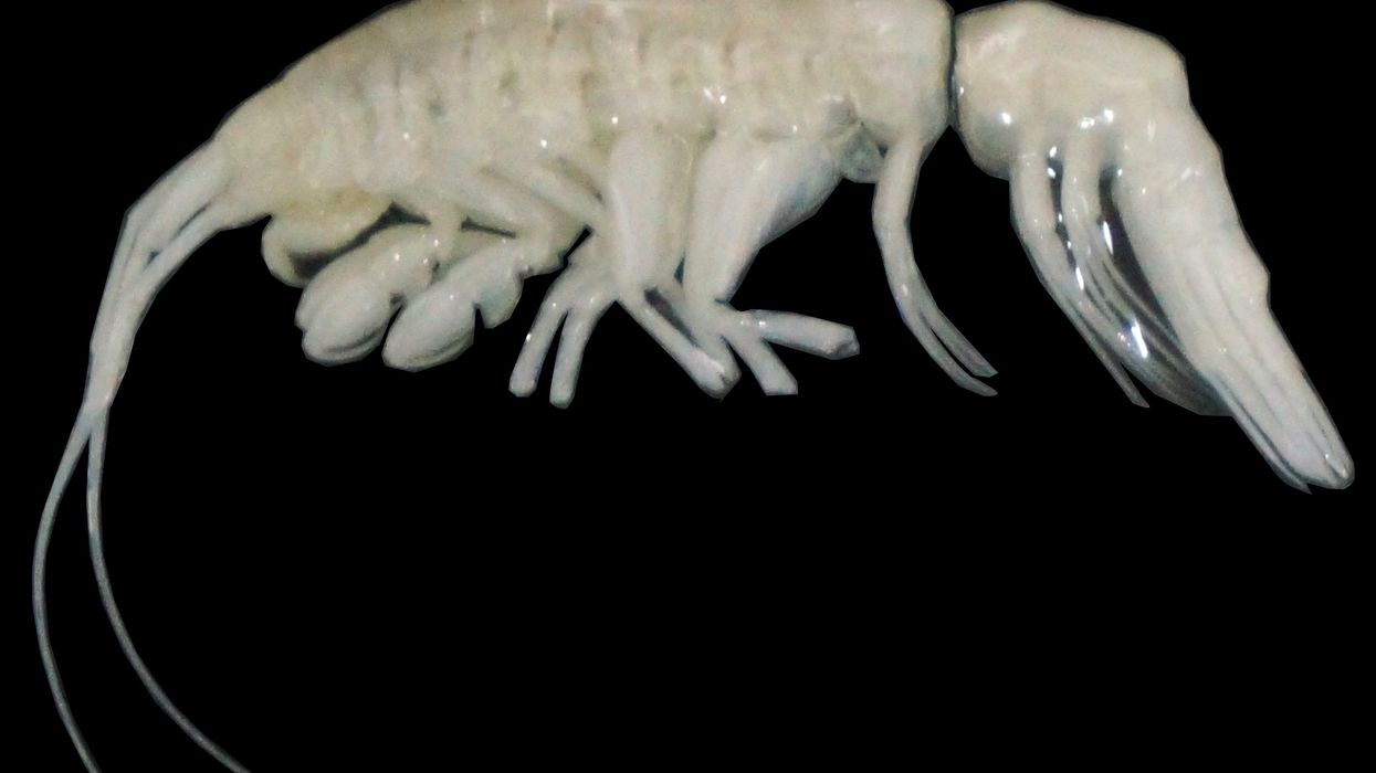 Scientists discover mysterious new predator living deep in the ocean