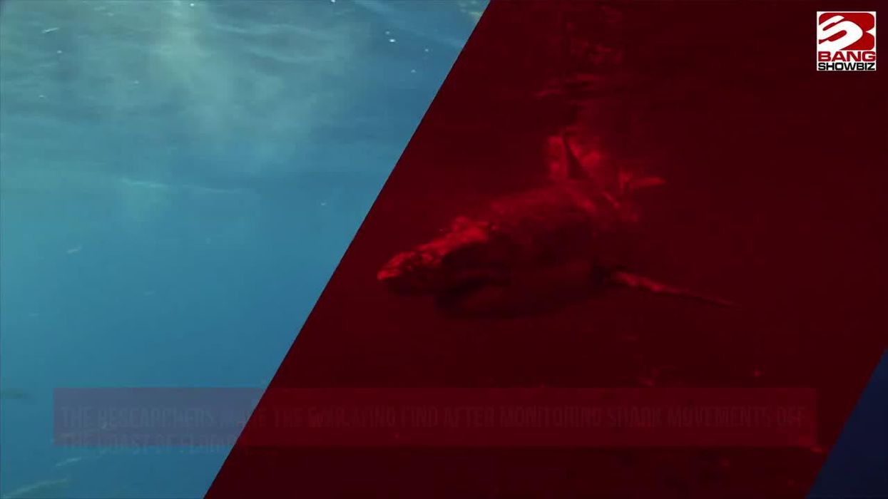 Did a shark fitted with a GPS draw a picture of itself?