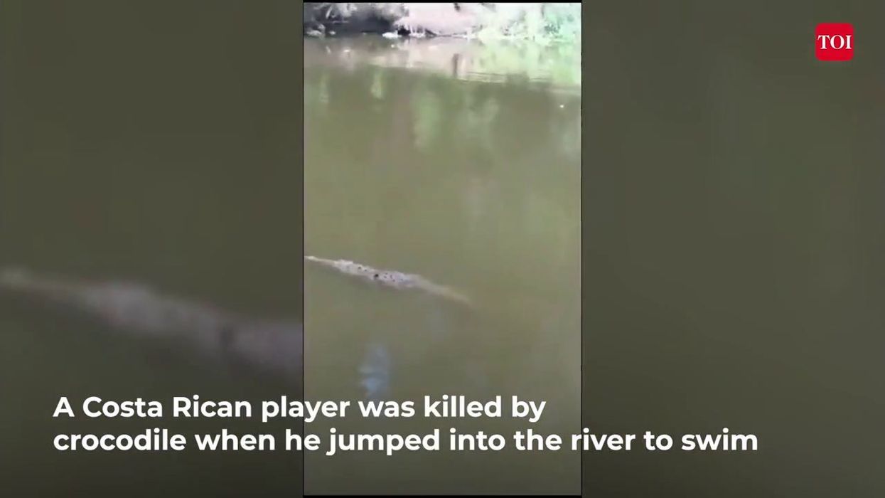 Locals horrified to discover three crocodiles living in a crack in the pavement