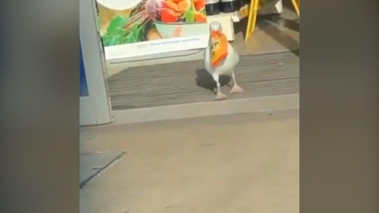 This seagull has stolen £300 worth of crisps from Tesco