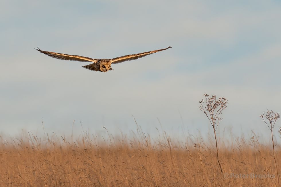 More short-eared owls seen in national park after boost to favourite food
