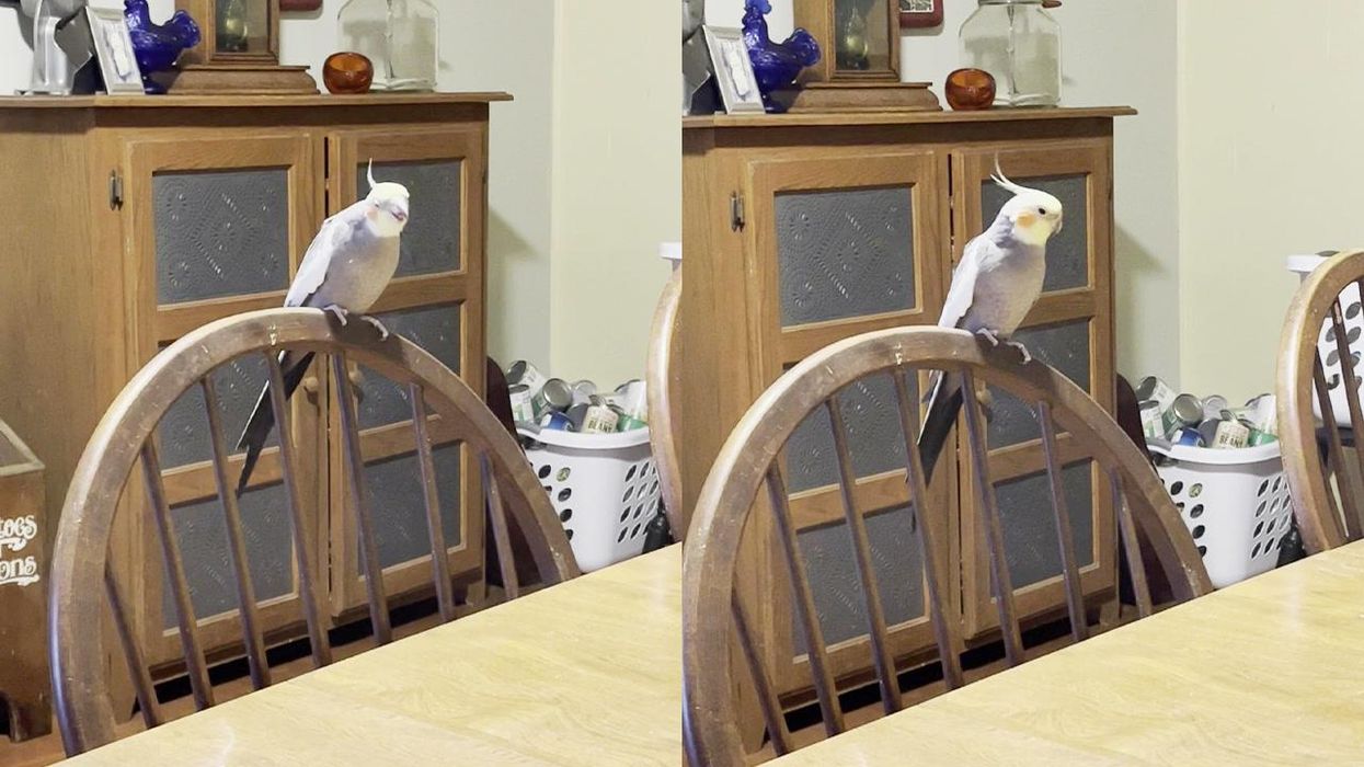 Super shy cockatiel caught singing a song when no one's around