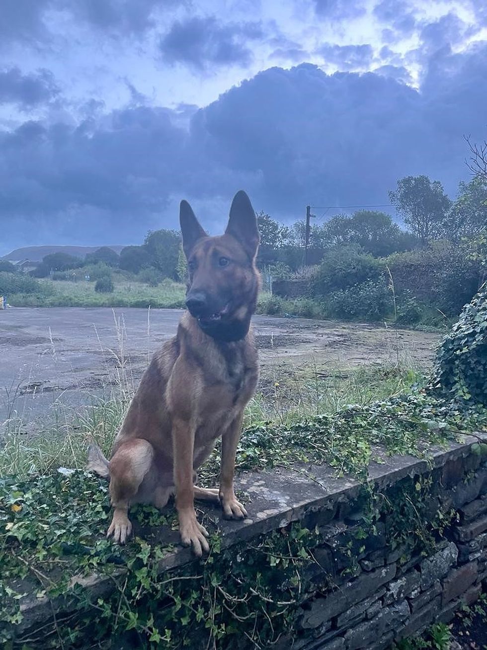 Abandoned dog poised for ‘long and happy career’ after joining police force