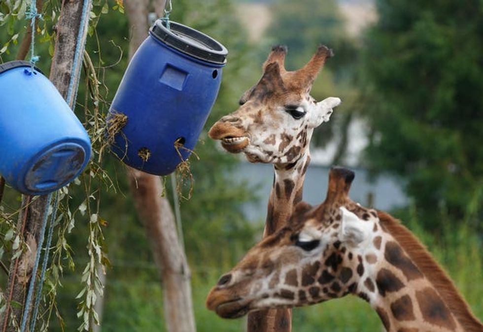 Sifa (rear) settles into with one of his new friends