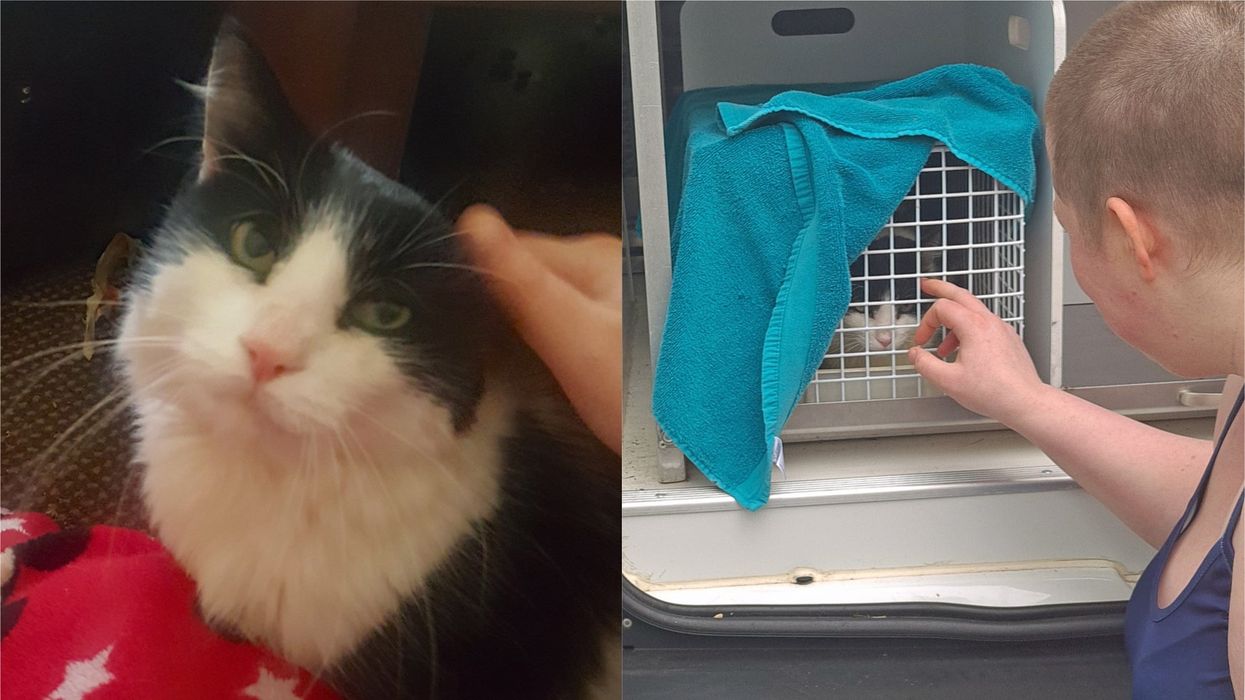 Simba had been living with a lady in Liverpool before returning home to Kelly Pomfret (Cats Protection/PA)