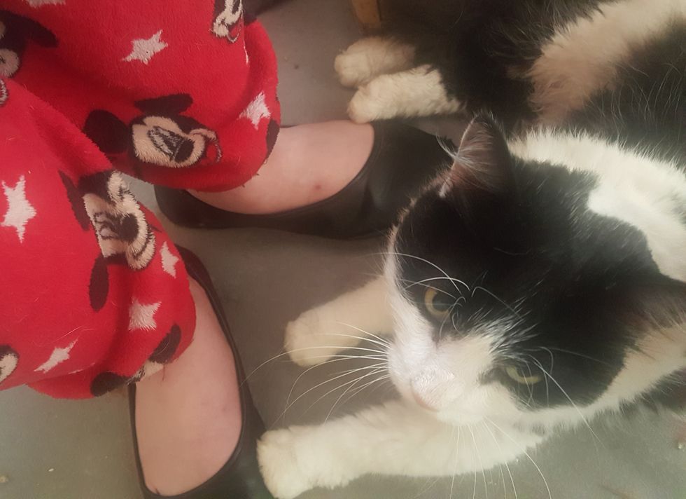 Simba the cat had been missing for seven years (Cats Protection)